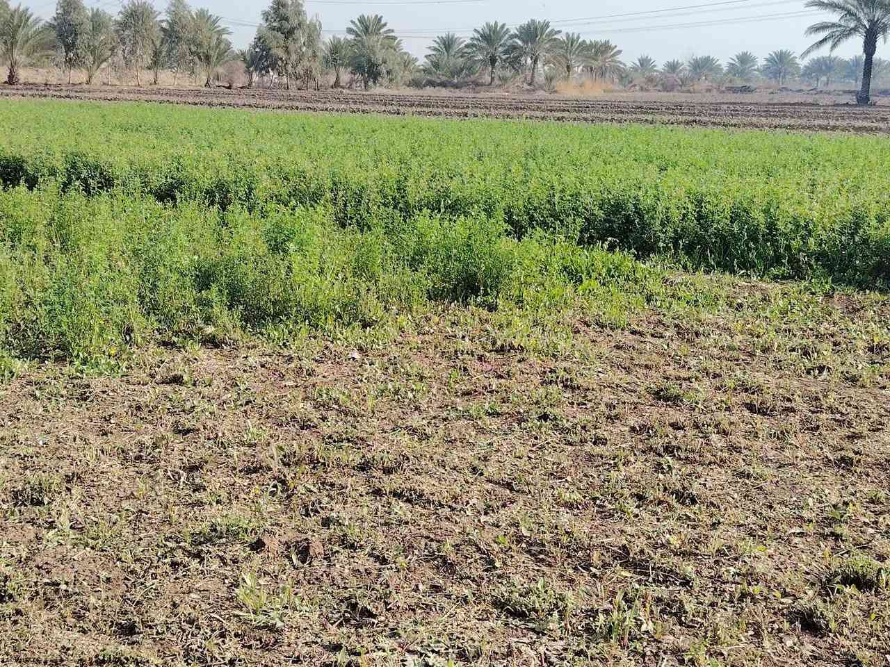 لحك بسعر البلاش 
امتلك أرضك اليوم، وابنِ مستقبل أحلامك غداً. قطع أراضي متميزة في مواقع استراتيجية، استثمار آمن وحياة هادئة تنتظرك!"
مساحه الارض 10دونم  
 وگافة الخدمات فيها ماء+ماء أسالة وكذالك الكهرباء واكيد الشارع تبليط وگذالك الارض محتاطة في الاشجار المثمرة
يوجد فيها اكثر من نوع من النخيل النيرسي والزهدي والخستاوي والبريم

لاستفسار اكثر الاتصال ***********
