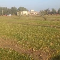 طريق سومر عفك • ٩ دونم • نخل ورمان