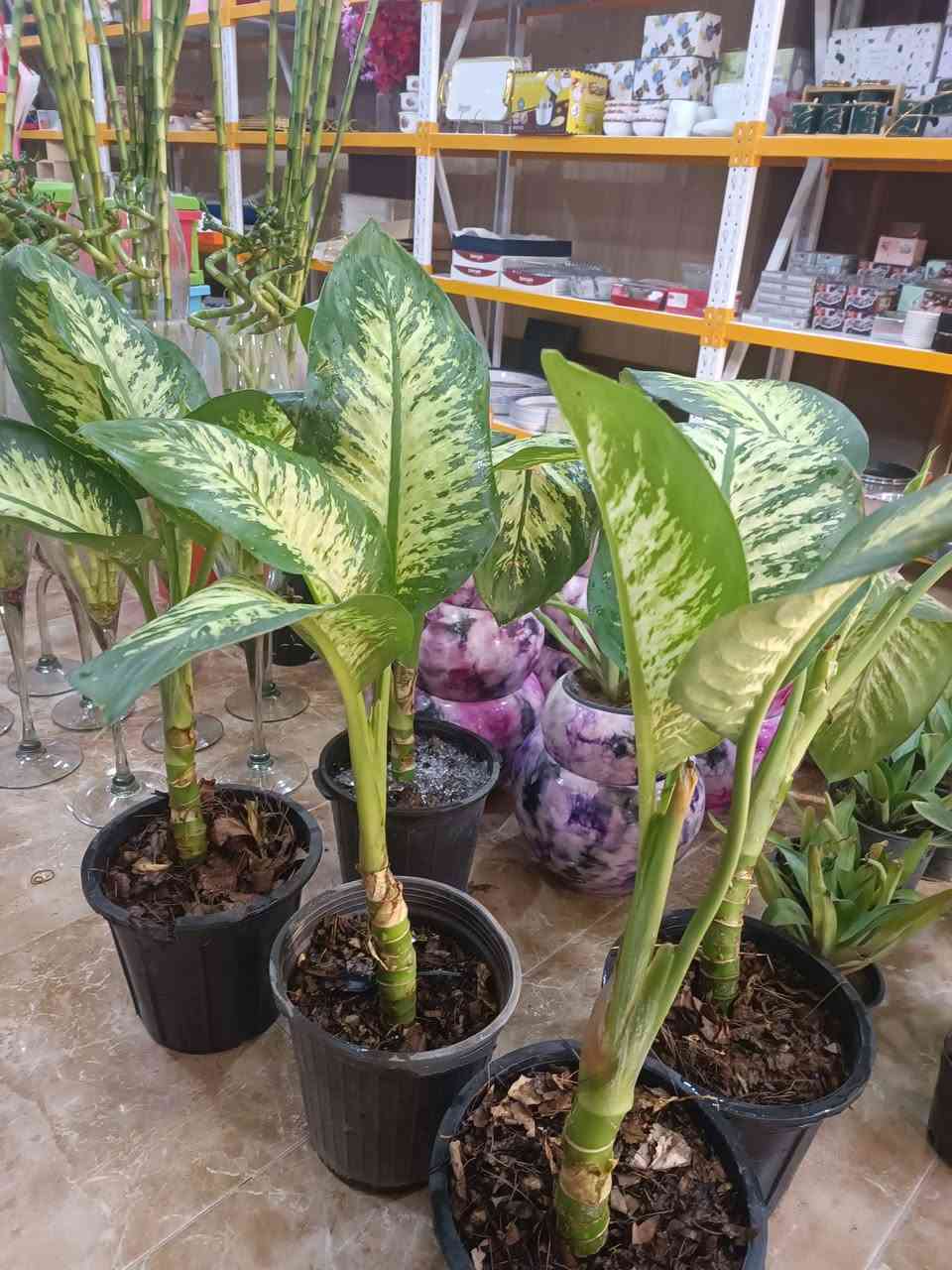 توفرت نباتات وبتموس
نبات💚💚💚💚💚
دفن باخيا حجم كبير
زامبيا
عصا موسى حجم 110
عصا موسى حجم 65
دوارق كاس⭐⭐⭐⭐⭐

دورق اعتيادي حجمين🌵🌱🍀🌿
🌿🍀🌱🌵
مجمع الحاجه ام مهيمن واولادها 
***********
@إشارة
