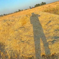 تبن ناعم • مكروض • عربانة كبيرة
