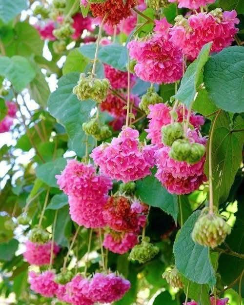 السلام عليكم متابعينا 🤍.
توفرت شتلات الدومبيا او الثرية ،🌸🩷
الأسم العلمي:Dombeya burgessiae

ارتفاع ٥٠ سم 🍀
السعر ٨ الف 💛

الوصف النباتي بالاسفل🍁
شجرة الدومبيا 
_شجرة جميله وانيقة ومزهرة في الشتاء والربيع ودائمة الخضرة اسمها دومبيا Dombeya يصل ارتفاعها الي 3 امتار يفضل زراعتها في مكان تبعد عنه اشعة الشمس ظهراً  وايضا وسط الاشجار وتكون تربتها رطبة وتسمد بسماد متعادل موطنها الأصلي في المناطق الجافة موسمياً في إفريقيا الاستوائيةو باكستان
وتسمى غالبا اجراس الزفاف او العروس وفى مصر دومبيا تيليسيا المهم تذكرك بالورد التى تحملها العروس فى الزفاف
يفضل زراعته وسط الأشجار 

متوفر توصيل لجميع محافظات العراق 🚗🚗 
للحجز والاستفسار مراسله الصفحه او مراسلتنا على واتساب 
***********
