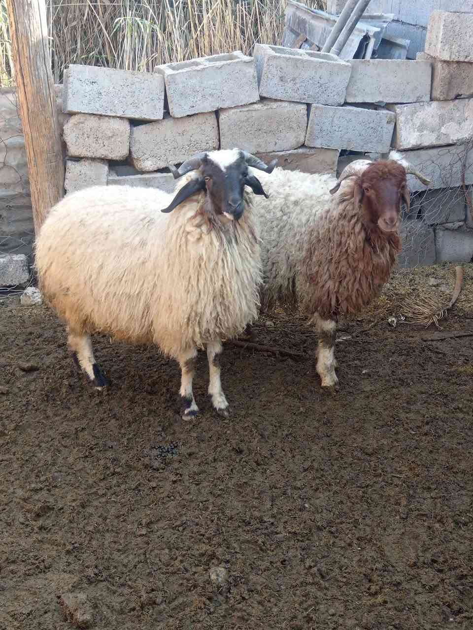 طليان خشنات وزن عشرينات سعر الواحد ٣٧٥ مكاني بغداد تاجي ماعندي توصيل *********** وتساب ***********
