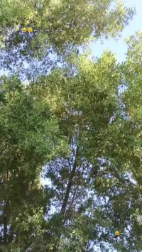 باسكل مفول • مديل 22 • حي المكرمه نجف