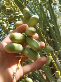 فسائل استعمران • كمية مفتوحة • سوق الشيوخ الحكيكة