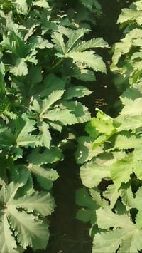 حب باميه للبيع درجه اولى كف الطير سعر الكيلو 20يوصلك للباب 07803590904