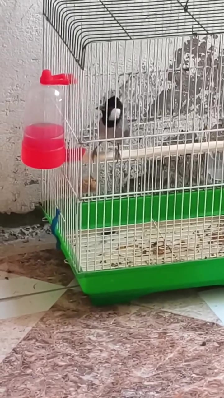 ياالله فحل اليف قفص مراوس بطيره شرط مبيضه /طك جناح برواز فول مكاني كوت داموك ***********
