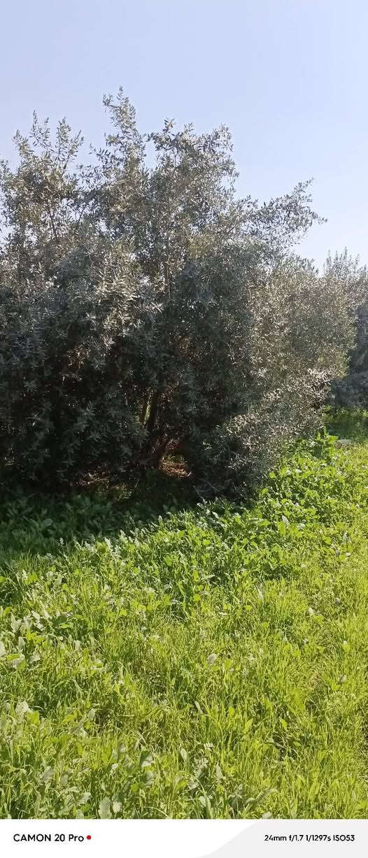 يوجد لدينا اشجار زيتون للبيع لعدم تفرغ عمر15سنة او اكثر اشجار وفير انتاج مزرعة كامله اقل طلب 10اشجار او اقل بسعر مناسب
ستفسر***********
عنوان موصل بعشيقة
