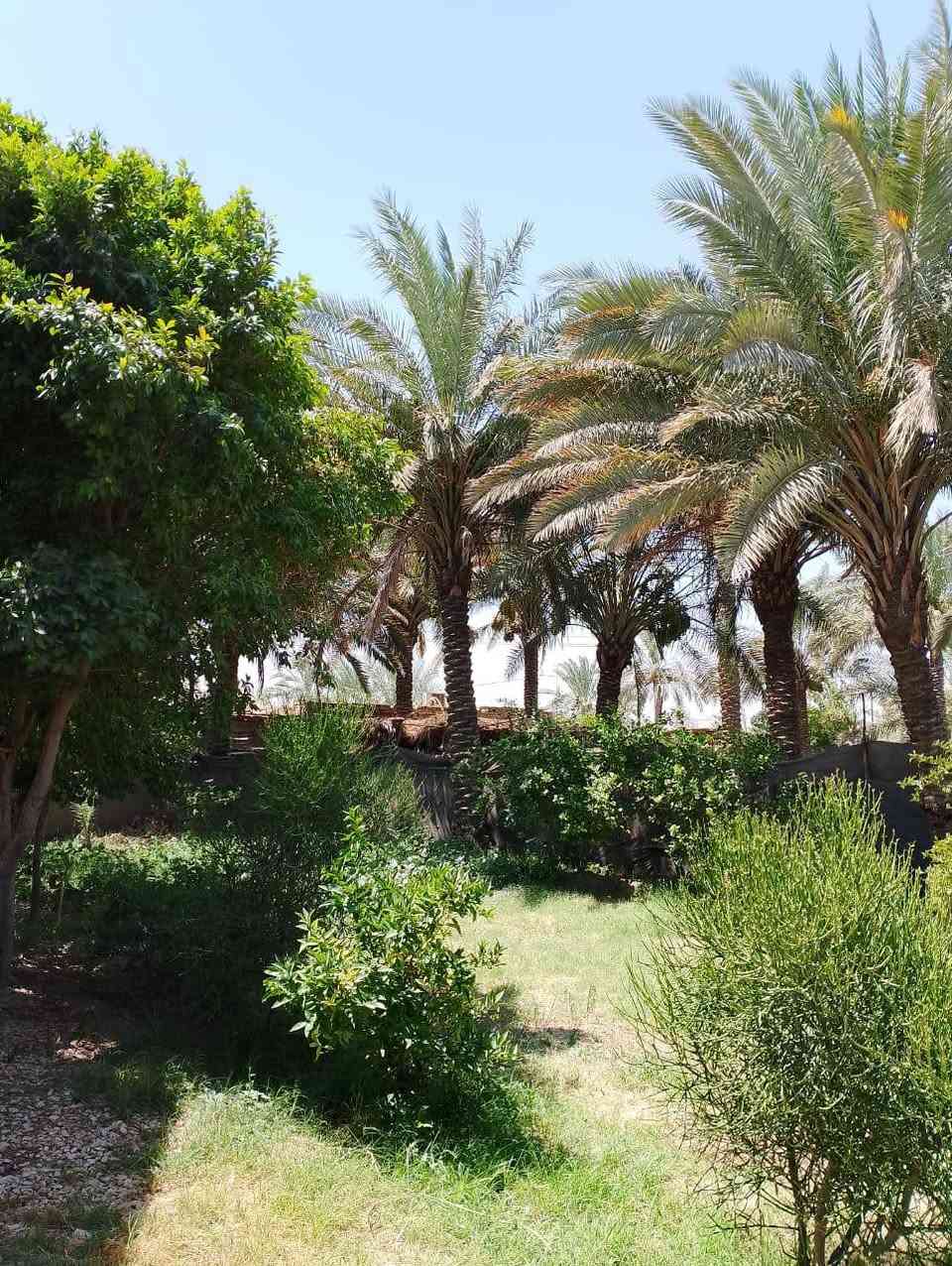 دار للبيع ..الجنس سند25 زراعي
فرصة خاصة لخدمة الحسين الي يحب يخدم كل ايام الزيارات بصف الشارع وخير من الله مساحته...

في البو شناوة المساحة 1000 متر يبعد عن الشارع الرئيسي حله ديوانية 50 متر فقط بيت كامل حديقة من كل جهاته 

جيران ذهب واصلا البو شناوة من المناطق الهادئة ومرتبين ناسها الشهاده للله..خدمات فووول من كل شيء مولد شارع مدارس اسواق ماء الإسالة فوول تبليط كل شيء درجة اولى ..

بيت الاخ ابو عباس قرب برج الاتصالات الي عل شارع. الحلة ديوانية..للمعلومات ابنك يروح للجامعة 500 دينار يركب 

يروح السوك الحله ب500 دينار يركب يروح للأطباء كذلك ب500 دينار يعني خدمات النقل اسهل وابسط مايكون تصير عندك تمطر ماتمطر انت بصف الشارع. فرصة حقيقة تملك هيج بيت ...للمعلومات أكثر الاتصال على الرقم

 *********** أبو عباس

210 وبي مجال
