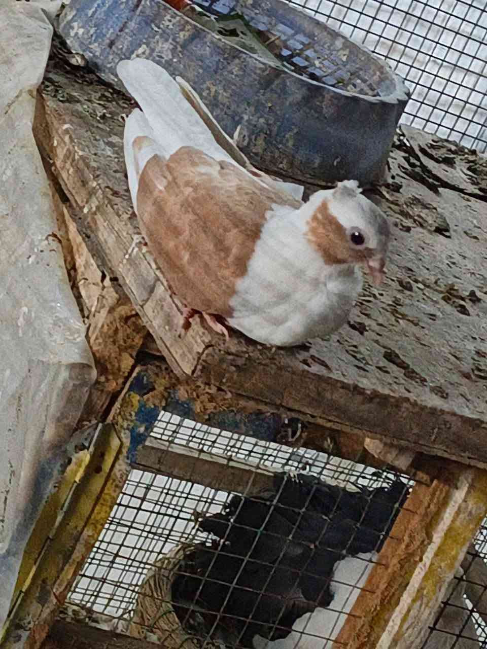السلام عليكم  
لبيع أرافل مخاليف زوجين  تك خط أول وردة كعكولة  
شراي يجي خاص يدلل


**إذا كنت صاحب هذا الإعلان وتريد حذفه لأي سبب، رجاءا أرسل رسالة إلى الدعم الفني**
