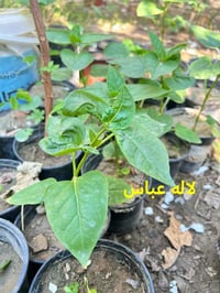 شتلات ورد • لاله عباس • توصيل السماوه