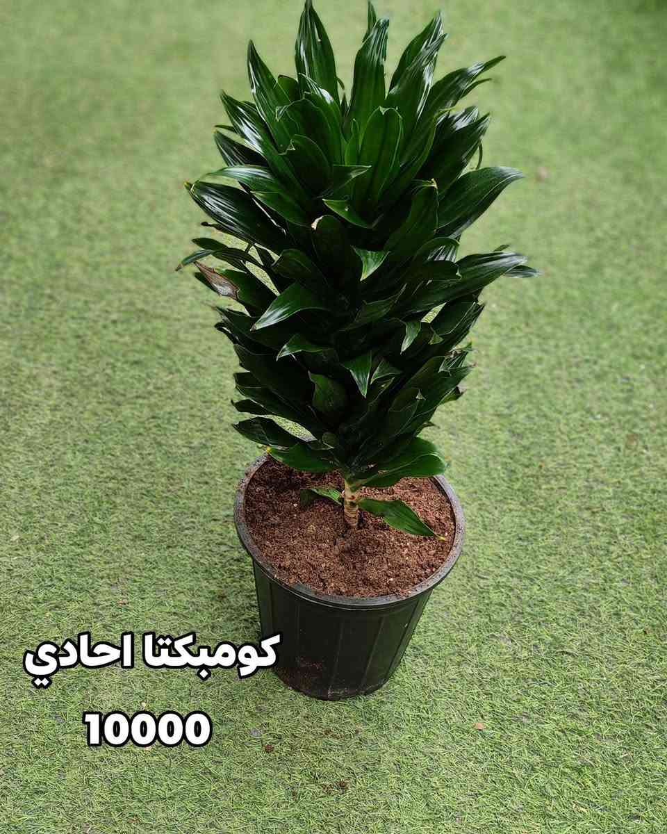 جمال الطبيعة في متناول يدك! نباتات خارجية تُزين حديقتك، ونباتات ظلية تضفي الحياة على منزلك. متوفرة الآن في صفحتي مع خدمة توصيل سريعة وموثوقة." 
في الموصل 
اسعار التوصيل حسب المكان


**إذا كنت صاحب هذا الإعلان وتريد حذفه لأي سبب، رجاءا أرسل رسالة إلى الدعم الفني**