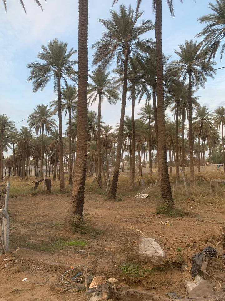 قطعة ارض زراعي سند 25 المساحة 300 متر ركن على شارعين الموقع شفتة قرب النهر العريض واصل ماء وكهرباء للاستفار الاتصال على الرقم ***********
