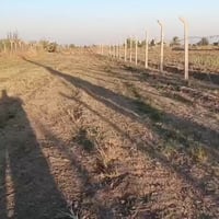 شريفه بنت الحسن • ١٠٠٠م • طابو صرف زراعي