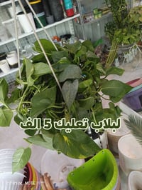 الرمادي العزيزية • شارع ميسلون • توصيل داخل الرمادي