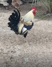 ديج دندرواي • شمسي • طويريج