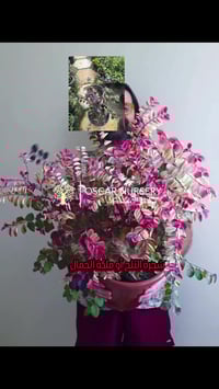 شجرة الثلج • ملكة الجمال • مشتل الأوسكار