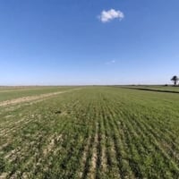 أرض زراعية • ٢٠ دونم • كوت