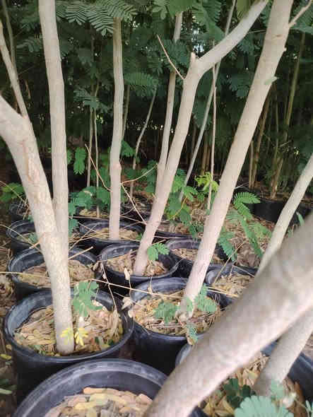 السلام عليكم
متوفر البيزيه خشنه درجه اولى الاستفسار اتصل على الرقم 
***********....... جملة فقط
