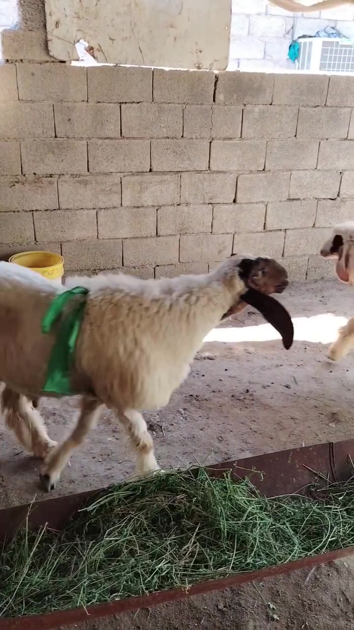 طلي فول مواصفات من حلال اكريش درجه اولى واحد عله واحد وينهم العشاكه خط ونخله وفسفوره للبيع الشراي يتصل ويدلل المكان واسط قضاء النعمانيه
***********
***********
