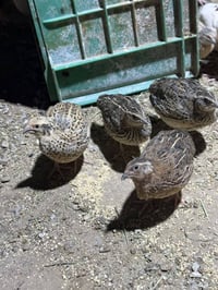 سمان • سمان ياباني • سمان للبيع • طيور سمان • سمان بياض • طيور • دواجن...