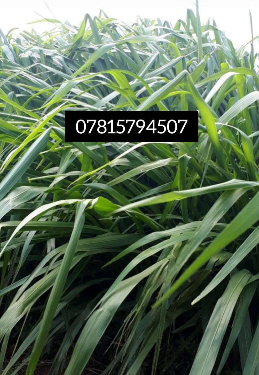 للبيع البونيكام البرازيلي الاصلي أقوى وأفضل علف  للإنتاج الحيوانى 🐄🐂🐏💪
سعر الكيلو(6 الف)سعره جدا  جدا مناسب 
1 نبات دائم الخضار يبقى في الارض مده 5  سنوات
2 سرعة نموه وغزارة إنتاجه.
3 نعومة الساق وكثافة الأوراق لأخر عود.
4 يصل ارتفاعه من متر ونص الى مترين ونص 
 5 يصلُح فى جميع الأراضى الزراعية.
6 يتحمل الملوحة العالية ويتحمل مياه الاابار والاراضي المالحه
7 نسبة البروتين تصل إلى 25٪
8  يزيد من معدلات الإنتاج الحيواني للحوم والالبان

9 يحتوى على العديد من الفيتامينات والمعادن والسكريات.
10 يُساعد على رفع المناعة عند الحيوان مما يُقلل من إستخدام الأدوية البيطرية.
11  لا يُسبب الإنتفاخ أو الإسهال للحيوانات كما تفعل الأعلاف الأُخرى، كما إن مذاقه سُكّرى ومُفضل لدى الحيوانات.
12  يتعامل بجميع نُظُم الري 
13  يتميز بمناعته القوية للأفات الضارة ومُقاوم للفطريات والحشائِش وأعفان الجذور.
14  لا يتطلب مُبيدات حشرية وموفِر فالتسميد.
15  إنتاج جيد جدا وكل 20 يوم تحشه 
 مواعيد زِراعته من شهر 3 إلى شهر11
                        _____________________

للحجز والإستفسار :
*********** 
 ‏‪***********‬‏
مع واتساب
