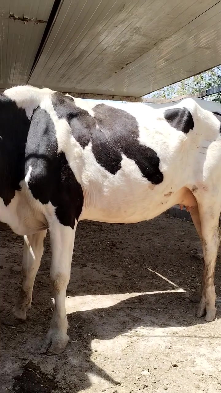 سلام عليكم متاح هاشه ستراليه تريد جني تريد كصابه سمينه بسعر مناسب عنوان العماره حي الشهداء شارع السايدين ***********

