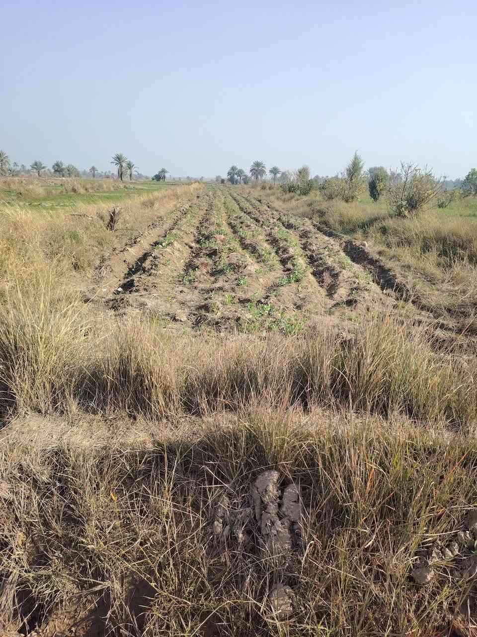 للبيع ارض المساحه ٣ دونم واجهه على شارع تبليط ماء وكهرباء وشارع براسها كامل خدماتها ماء سقي مستمر طول السنه تحتوي على ١٠٠ فسيله تصلح سكن او زراعه المكان طريق شريفه بنت الحسن ع مقابيل الامام محمد العابد ع قريله جدا على طريق الزائرين للاستغسار *********** 
علما اني صاحب الارض وليس دلال
