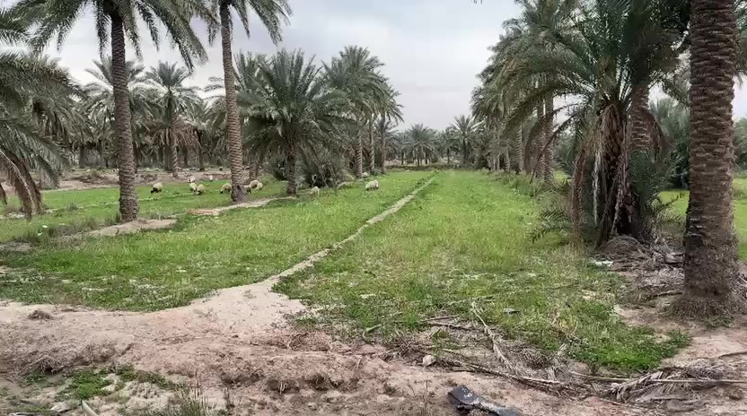 لمن يبحث عن الهدوء والجمال 🍀
بستان 6 دونم بسعر مناسب جداً  
اصلاح زراعي يحتوي على 150 نخلة حمال 
خستاوي وزهدي وملون يتوفر ماء سقي وكهرباء 
موقعها قرب مزار ابراهيم الخليل 

للأستفسار الأتصال ***********
