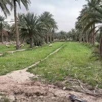 ٦ دونم • ١٥٠ نخلة • ماء وكهرباء