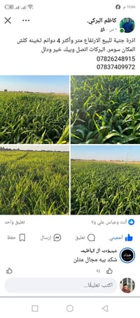 اذره للبيع التفاصيل اتصل على 07826248915