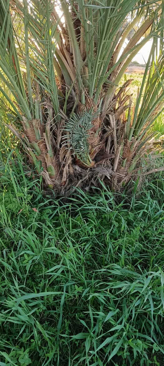 يوجد فسايل عمراني درجه اولى المكان واسط قضاء الصويره اي للاستفسار خاص مفتوح او نتصال عله رقم ***********

