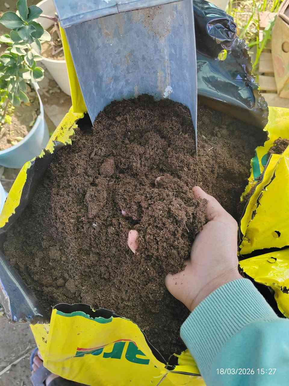 📢 وصول أفضل تربة زراعية ألمانية احترافية (فلورا غارد)  🇩🇪🌱
​لكل محبي الزراعة المنزلية والسنادين، وفرنا لكم التربة الألمانية الأصلية من شركة Floragard العالمية، وهي الخيار الأول للمزارعين المحترفين لضمان نجاح أي نبات.
​لماذا تعتبر هذه التربة الأفضل لكل نباتاتك؟
​✅ شاملة وعامة: مصممة لتناسب جميع أنواع النباتات (الخضروات، نباتات الزينة الداخلي والخارجي، والأشجار).
✅ خفيفة ومثالية: تمنع اختناق الجذور وتسمح لها بالنمو والانتشار بسرعة وبقوة.
✅ معقمة 100%: تضمن لك بيئة نظيفة خالية من الفطريات، الحشرات، وبذور الأعشاب الضارة.
✅ غنية بالأسمدة: تحتوي على خلطة مغذيات (NPK) وعناصر صغرى جاهزة لدعم النبات فور زراعته.
✅ خزان رطوبة: تحافظ على رطوبة الجذور لفترة طويلة، وهذا يقلل من حاجة النبات للسقي المتكرر في جونا الحار.
​استخداماتها الواسعة:
​إنبات جميع أنواع البذور (خضروات، فواكه، ورد).
​تجذير العقل لضمان نجاح التكاثر.
​تغيير تربة السنادين القديمة أو تكبير حجمها.
​تحسين تربة الحديقة بخلطها مع الزميج لزيادة الخصوبة والمسامية.
​💰 السعر: 3,000 دينار فقط للكيلو الواحد!
​📍 العنوان: الحساوية - مجاور ملعب الشعب.
⏰ أوقات العمل:
​صباحاً: من 9:00 إلى 12:00
​عصراً: من 3:00 إلى صلاة المغرب
​📞 للتواصل والاستفسار:
​***********
​***********
​بإدارة: محمد عماد
أهلاً وسهلاً بكم في مشتلنا.. جرب التربة الألمانية وشوف الفرق بعينك! 🌿✨
