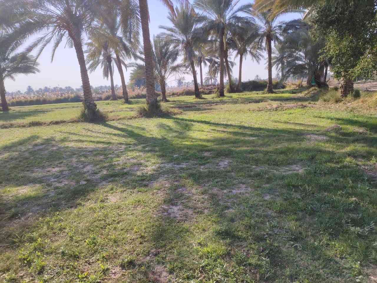 السلام عليكم
دونم ونص للبيع طابو زراعي سند ٢٥ تحويل مباشر باسم المشتري
خلف جامعة بابل تبعد عن شارع حله نجف كليو ونص
ارض حلوه مزروعه مثل ما موضحه أمامكم
للإتصال والاستفسار
***********

***********
