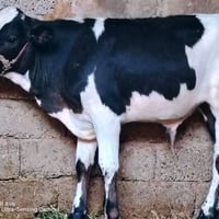 فريزي الاصلي • فول رقم واحد • الشرقاط