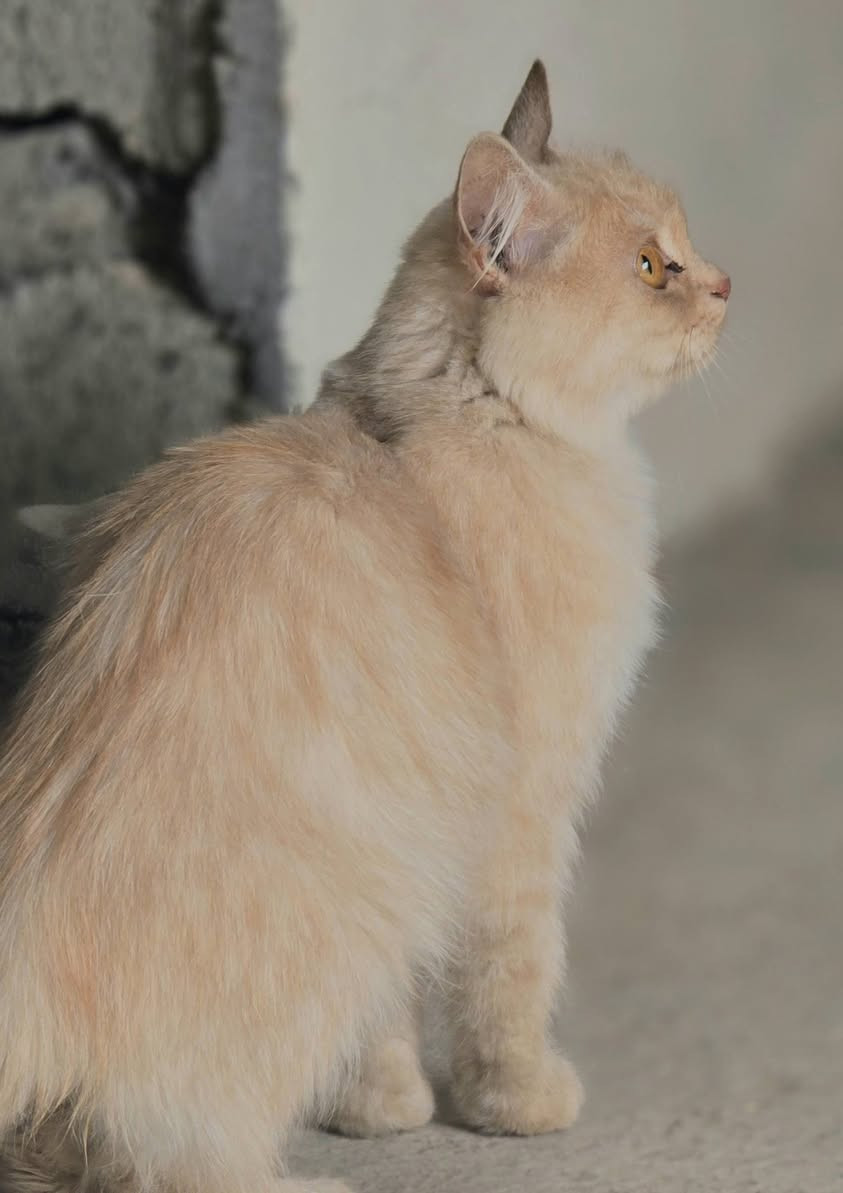 بزازين الشيرازي الجنس الاصلي
الصغار اثنين بعمر شهر نثه وفحل مع امهم
بصحه جيده ونضاف شرط الفه فول مال بيت
اللي يريدهن  بخدمته بسعر مناسب
المكان بهرز حي الشرطه يوجد توصيل داخل ديالى
*********** متواجد واتساب
