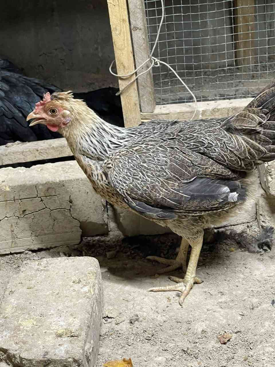 اللهم صل على محمد وال محمد
للبيع شلع
ديج كويتي مع 2 دجاجتين كويتيات

8 دجاجات مع ديج ورد الباكلة عربيات اول مبياض الهم من ضمنهن دجاجتين كركات 

+ امايه جواهه 7 كتاكيت ابو رگيبة 

شباب ذني كلهن شلع للبيع السبب ما متفرغ الهن 
مكاني حله - حي الاكرمين 
قيم بما يرضي الله وما اوكفلك على سعر


**إذا كنت صاحب هذا الإعلان وتريد حذفه لأي سبب، رجاءا أرسل رسالة إلى الدعم الفني**
