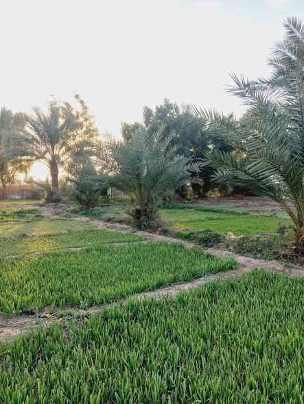 عقارات: ليش لازم تشتري عقار بمنطقة الشيخ عامر يم  مرقد بنات الحسن وذراع دجله  💵

🥇اول ميزه بيهه عليه اكثر من مدخل🛣 
(من جسر سبع البور ومن جسر الرعود ومن سريع التاجي سامراء )🏗🏡

🥈ثاني ميزه والي هيه مهمه  كلش (لضمان حق المشتري ما تدفع فلوسك لحد ما تفتح  بيان بل التسجيل العقاري  سند 25/ملك صرف)

عل الشارع التبليط🚦
متوفر ماء وكهرباء وخدمات كامله🛣

تريد تسويهه مزرعه فله او استثمار 💰(واجهة الدونم الواحد 50 متر مربع )

الأسعار تبدأ من ١٠ مليون وتوصل  75 سعر الدونم الواحد حسب الموقع  
للاستفسار اكثر اتصل بالارقام التالية الاس تفسارات اتصل 
تصال *********** واستاب
تصال ***********
