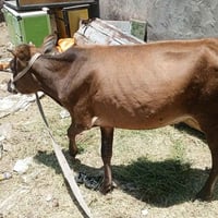 بجر • تخفيض • أصحاب المواكب