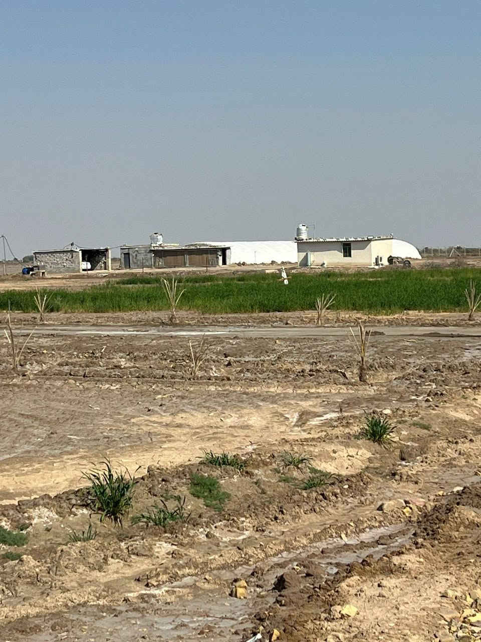 السلام عليكم ارض زراعي البيع مساحه 10 دونم مسيجه بسياج بي ارسي وبيهه حقل دواجن جاهزه وبي مولده نوع ابيركنز جديد  وبيهه بيت مسيج كامل بناء حديث درجه اولى معزول عن دواجن يتوفر بيهه كهرباء وماي شط وماي ساله وبيهه84 نخل 🌴 كنطار وبريم وحالين مزروعه شعير 
مشجره داير كابرس 
البيع

تواصل واتساب ***********
