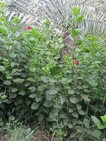 ورد جمال احمر وابيض خشن سندان 21 السعر 3000 جمله ارتفاع مترين العنوان كربلاء قضاء الحسينيه منطقة الابراهيميه *********** توصيل كميه فقط
