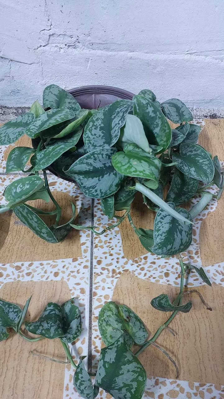 نباتات طبيعية للبيع هولنديه يوجد توصيل جميع محافظات


**إذا كنت صاحب هذا الإعلان وتريد حذفه لأي سبب، رجاءا أرسل رسالة إلى الدعم الفني**