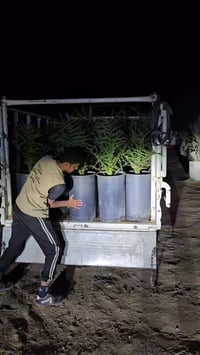 قضاء الصويرة • ديكور منزلي • حديقة