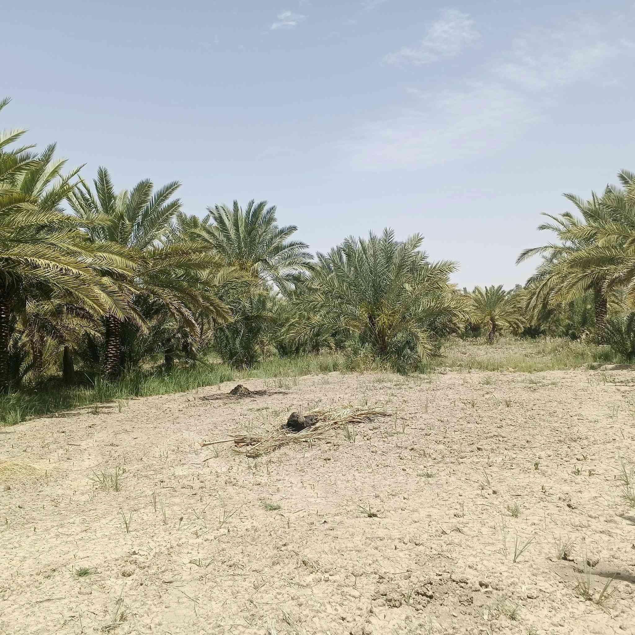 السلام عليكم بستان للبيع 6دوانم نزل 200والوجه مال البستان100بي مكينه ام8بستان للزرعا وليس للسكن بي330نخله زغار وكبار كلهن محملات يبعد عن الشارع العام الف متر السعرخاص مكان البستان ناصريه مركز اقرب نغطه داله مدرسه التعاون رقم صاحب البستان ***********
