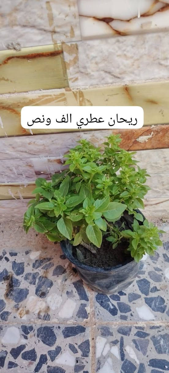 يوجد توصيل داخل النجف ٣ الاف للاحياء القريبه ٤ الاف للقريات للحجز واتساب***********
