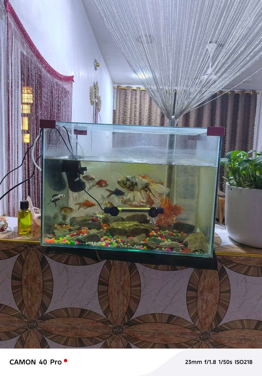 ثلاجه 250نهايته نضيفه تجميد فول
حوض 30بلا سمج مع جهاز الوكسجين


**إذا كنت صاحب هذا الإعلان وتريد حذفه لأي سبب، رجاءا أرسل رسالة إلى الدعم الفني**