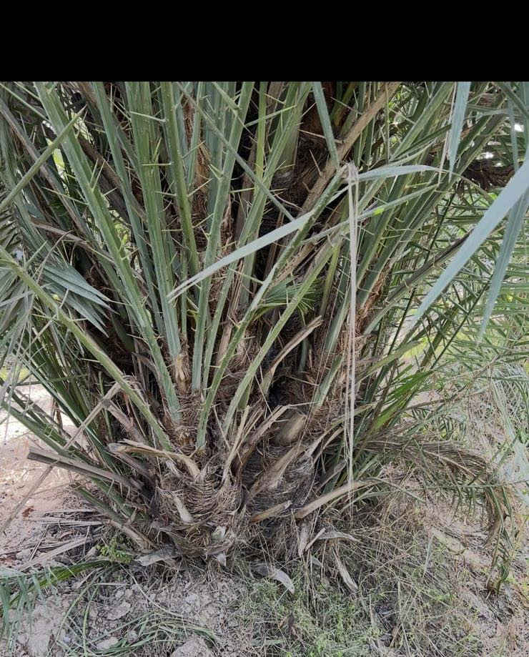 السلام عليكم يوجد لدينا فسيل زهدي وتبرزل احجام قنينه غاز ...للاستفسار على الاسعار والتفاصيل الاتصال على الارقام ..اوً واتس اب
***********
***********
