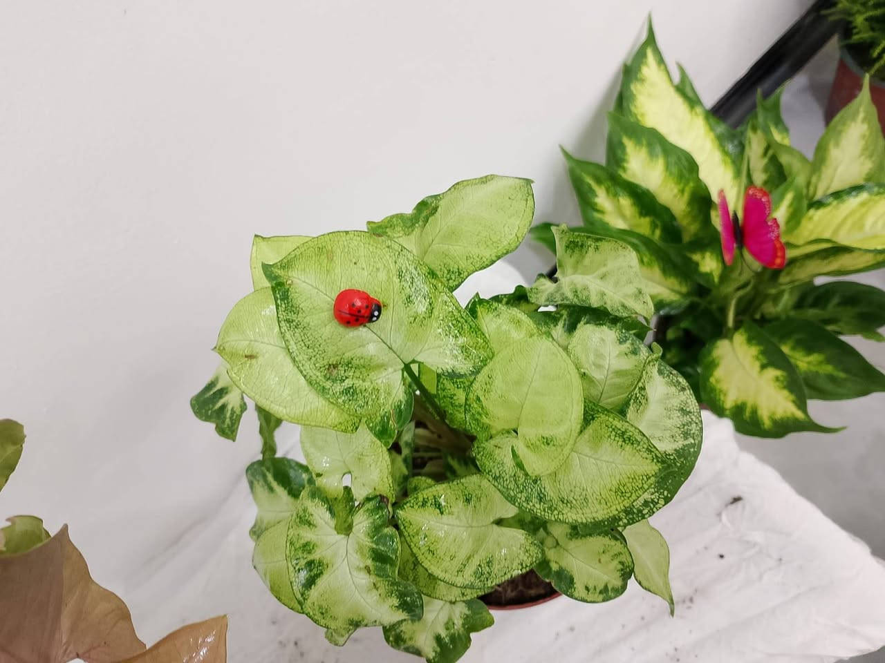 توصيل داخل كركوك الفين بس ليوم


**إذا كنت صاحب هذا الإعلان وتريد حذفه لأي سبب، رجاءا أرسل رسالة إلى الدعم الفني**