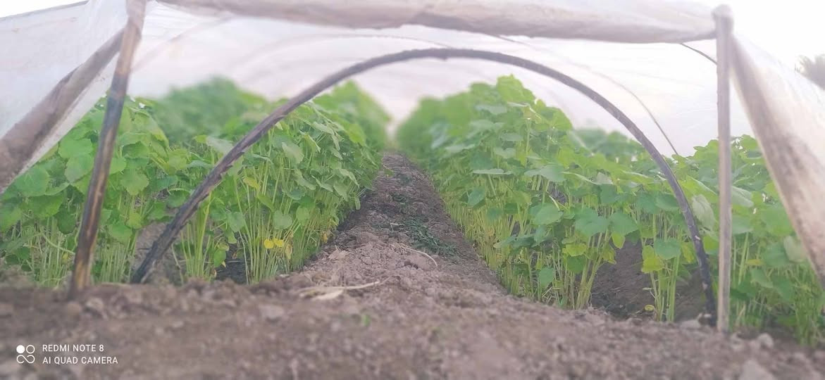 يوجد لدينا بذور بانيا فرنسيه بنت القوطيه الربعينيه متعهده شرط   الحوي الخاص مفتوح واتساب ***********
