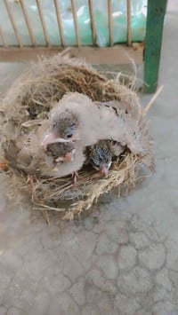 بلبل • ٣ قطع • بلور