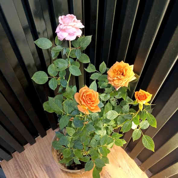 وصول وجبة جديدة 
من النباتات الداخلية والخارجية
الانيقة والجذابة
الاسعار مذكورة تحت الصور

للطلب والاستفسار مراسلة الصفحة 
رقم الواتس اب ***********

يوجد توصيل داخل الموصل 
والجميع محافظات العراق
